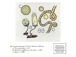 Attēlu rezultāti vaicājumam “Hemitrichia karstenii”