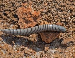 Attēlu rezultāti vaicājumam “Ommatoiulus vilnensis”