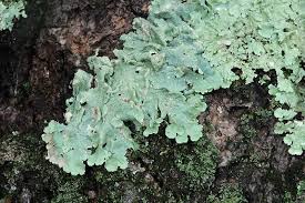 Attēlu rezultāti vaicājumam “Flavoparmelia caperata”