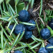 Attēlu rezultāti vaicājumam “Juniperus communis fruit”