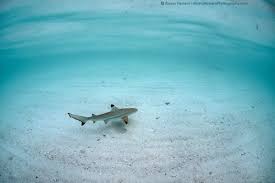 Image result for Carcharhinus melanopterus