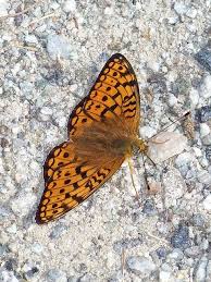Attēlu rezultāti vaicājumam “Argynnis niobe”