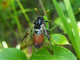 Attēlu rezultāti vaicājumam “Cimbex femoratus”