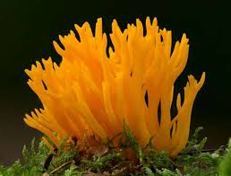 Attēlu rezultāti vaicājumam “Calocera pallidospathulata”