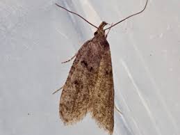 Attēlu rezultāti vaicājumam “Luquetia lobella”