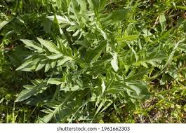 Attēlu rezultāti vaicājumam “Centaurea scabiosa leaf”