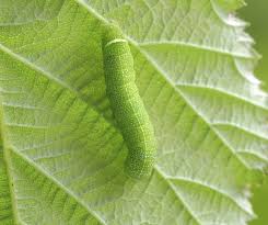 Attēlu rezultāti vaicājumam “Orthosia miniosa larva”