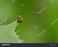 Attēlu rezultāti vaicājumam “Adelidae”