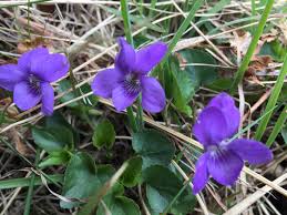 Attēlu rezultāti vaicājumam “Viola arvensis leaf”