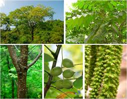 Attēlu rezultāti vaicājumam “Juglans mandshurica”