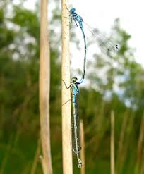 Attēlu rezultāti vaicājumam “Sacchiphantes abietis exuvia”