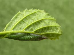 Attēlu rezultāti vaicājumam “Epinotia sordidana”