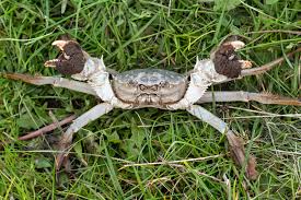 Image result for Eriocheir sinensis