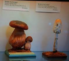 Attēlu rezultāti vaicājumam “Vouauxiomyces santessonii”