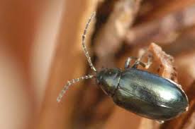 Attēlu rezultāti vaicājumam “Alticinae”