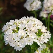 Image result for Lychnis chalcedonica `Dusky Salmon`