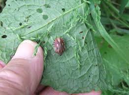 Attēlu rezultāti vaicājumam “Eurygaster testudinaria imago”