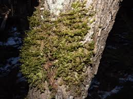 Attēlu rezultāti vaicājumam “Neckera complanata sporophyte”