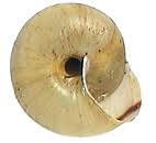 Attēlu rezultāti vaicājumam “Fruticola fruticum”