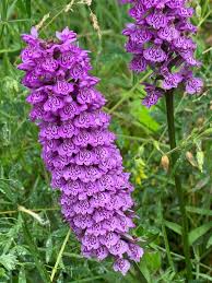 Attēlu rezultāti vaicājumam “Dactylorhiza fuchsii bud”