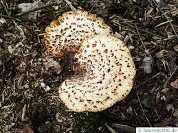Attēlu rezultāti vaicājumam “Polyporus squamosus”
