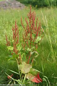 Attēlu rezultāti vaicājumam “Rumex obtusifolius”