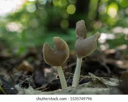 Attēlu rezultāti vaicājumam “Helvella elastica”