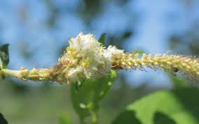 Attēlu rezultāti vaicājumam “Rabdophaga heterobia”