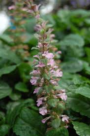 Attēlu rezultāti vaicājumam “Ajuga reptans bud”