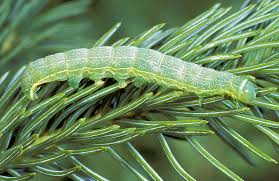 Attēlu rezultāti vaicājumam “Orthosia sp.”