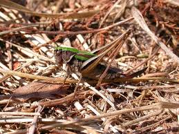 Attēlu rezultāti vaicājumam “Metrioptera brachyptera”