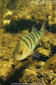 Attēlu rezultāti vaicājumam “Perca fluviatilis”