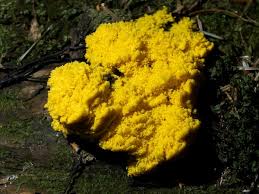 Attēlu rezultāti vaicājumam “Fuligo luteonitens”