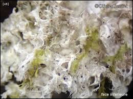 Attēlu rezultāti vaicājumam “Peltigera extenuata”