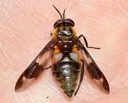 Attēlu rezultāti vaicājumam “Tabanidae”