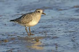 Attēlu rezultāti vaicājumam “Pluvialis squatarola adult”