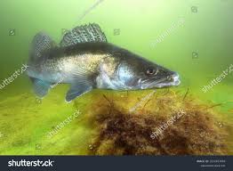 Image result for Sander lucioperca