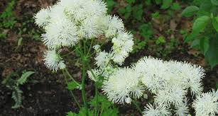 Attēlu rezultāti vaicājumam “Thalictrum flavum fruit”