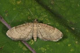 Attēlu rezultāti vaicājumam “Eupithecia subumbrata”