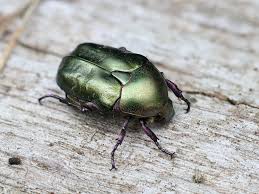 Attēlu rezultāti vaicājumam “Potosia cuprea”