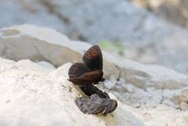 Attēlu rezultāti vaicājumam “Erebia ligea upperside”