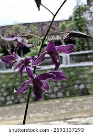 Attēlu rezultāti vaicājumam “Arctophila superbiens”