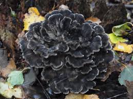 Image result for Podoscypha multizonata