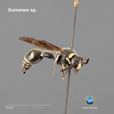 Attēlu rezultāti vaicājumam “Eumenes sp.”