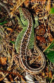Attēlu rezultāti vaicājumam “Lacerta agilis male”