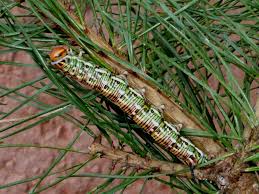 Attēlu rezultāti vaicājumam “Sphinx pinastri”