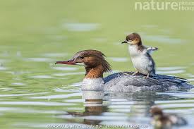 Attēlu rezultāti vaicājumam “Mergus merganser”