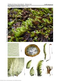 Attēlu rezultāti vaicājumam “Hygrohypnum luridum”