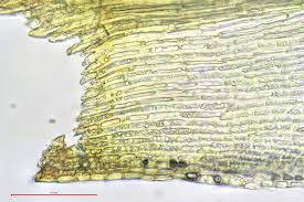 Attēlu rezultāti vaicājumam “Grimmia muehlenbeckii”