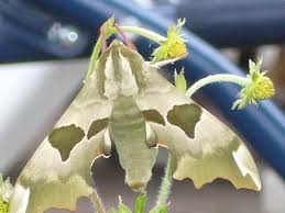 Attēlu rezultāti vaicājumam “Mimas tiliae”